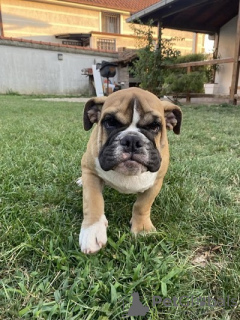 Foto №1. englische bulldogge - zum Verkauf in der Stadt Belgrad | verhandelt | Ankündigung № 113698