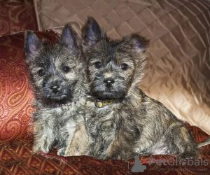 Foto №1. cairn terrier - zum Verkauf in der Stadt Prag | verhandelt | Ankündigung № 96383