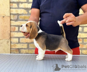 Zusätzliche Fotos: Beagle-Welpen von Top-Show-Eltern