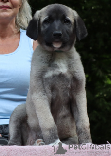 Foto №4. Ich werde verkaufen anatolischer hirtenhund in der Stadt Brno. züchter - preis - 1100€