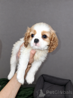 Foto №2 zu Ankündigung № 177701 zu verkaufen amerikanischer cocker spaniel, english cocker spaniel, english springer spaniel, welsh springer spaniel, irish water spaniel, perro de agua español, mastín español, cavalier king charles spaniel, cavalier king charles spaniel, clumber spaniel, russian spaniel, tibet-spaniel - einkaufen Lettland 