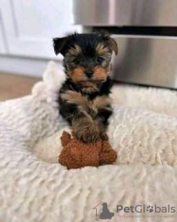 Foto №2 zu Ankündigung № 125801 zu verkaufen yorkshire terrier - einkaufen Schweden 