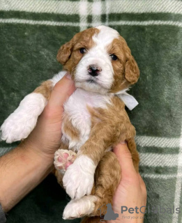 Foto №2 zu Ankündigung № 54777 zu verkaufen labradoodle - einkaufen Finnland züchter