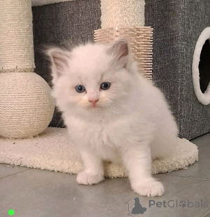 Foto №4. Ich werde verkaufen ragdoll-katze in der Stadt Heinävessi.  - preis - Frei