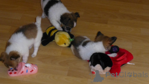 Foto №2 zu Ankündigung № 161221 zu verkaufen chihuahua - einkaufen Deutschland 