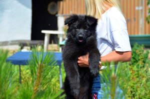 Zusätzliche Fotos: Deutscher Schäferhund Welpe, Mädchen, schwarz, metrisch KSU / FCI, 67 Tage