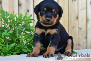 Foto №2 zu Ankündigung № 97241 zu verkaufen rottweiler - einkaufen Deutschland quotient 	ankündigung, züchter