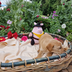 Foto №4. Ich werde verkaufen labradoodle in der Stadt Poznan. quotient 	ankündigung - preis - verhandelt