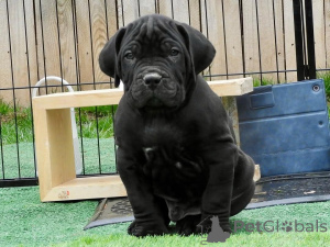 Foto №2 zu Ankündigung № 167785 zu verkaufen cane corso italiano - einkaufen Finnland quotient 	ankündigung