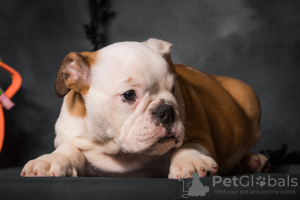 Zusätzliche Fotos: Englische Bulldoggenwelpen mit FCI-Dokumenten