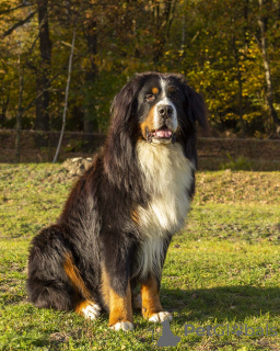 Foto №4. Ich werde verkaufen berner sennenhund in der Stadt Wodzisław Śląski. züchter - preis - 717€