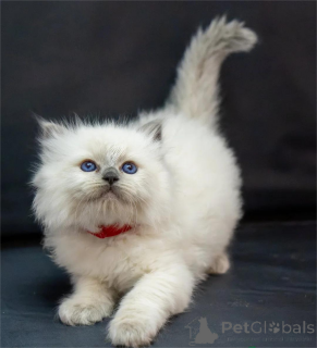 Foto №1. ragdoll-katze - zum Verkauf in der Stadt Böblingen | 350€ | Ankündigung № 153369