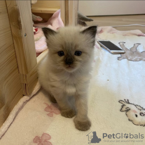 Foto №2 zu Ankündigung № 103837 zu verkaufen ragdoll-katze - einkaufen Deutschland 