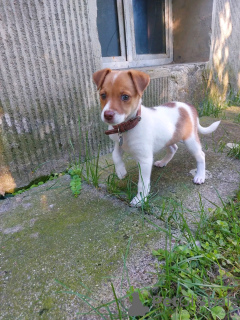 Foto №1. jack russell terrier - zum Verkauf in der Stadt Helsinki | 350€ | Ankündigung № 65404