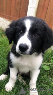 Foto №1. border collie - zum Verkauf in der Stadt Berlin | 300€ | Ankündigung № 70880