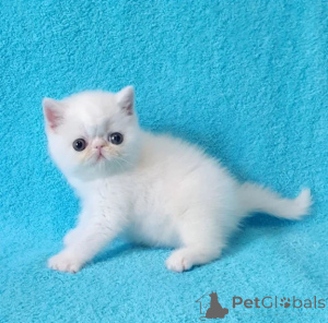 Foto №1. exotische kurzhaarkatze - zum Verkauf in der Stadt Gütersloh | 350€ | Ankündigung № 176683