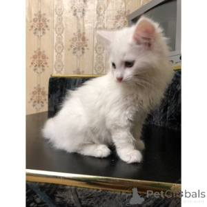 Foto №1. türkisch angora - zum Verkauf in der Stadt Harrogate | 350€ | Ankündigung № 174395