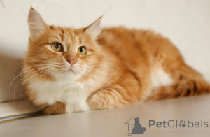 Foto №4. Ich werde verkaufen  in der Stadt Chimki. quotient 	ankündigung - preis - Frei