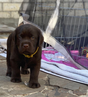 Foto №2 zu Ankündigung № 135600 zu verkaufen labrador retriever - einkaufen Deutschland quotient 	ankündigung, züchter
