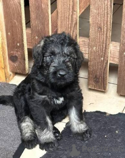Foto №1. schnauzer - zum Verkauf in der Stadt Ernestinovo | 484€ | Ankündigung № 172784