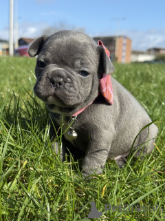 Foto №1. französische bulldogge - zum Verkauf in der Stadt Wiltz | verhandelt | Ankündigung № 169276