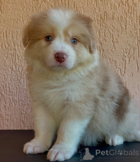 Foto №2 zu Ankündigung № 166822 zu verkaufen border collie - einkaufen Deutschland züchter