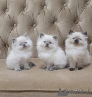 Foto №1. himalayan cat - zum Verkauf in der Stadt Helsinki | verhandelt | Ankündigung № 174662