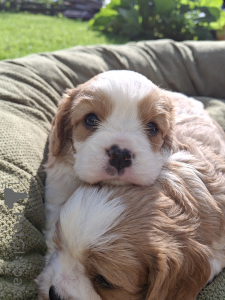 Foto №4. Ich werde verkaufen amerikanischer cocker spaniel, english cocker spaniel, english springer spaniel, welsh springer spaniel, irish water spaniel, perro de agua español, cavalier king charles spaniel, cavalier king charles spaniel, clumber spaniel, russian spaniel, tibet-spaniel in der Stadt Riga. quotient 	ankündigung, vom kindergarten, züchter - preis - 1100€