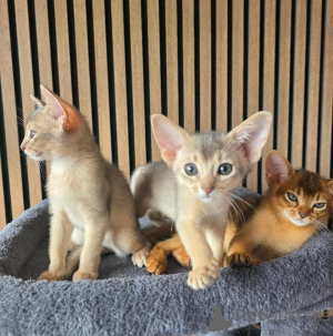 Foto №1. abessinierkatze - zum Verkauf in der Stadt Philippsburg | 350€ | Ankündigung № 177544