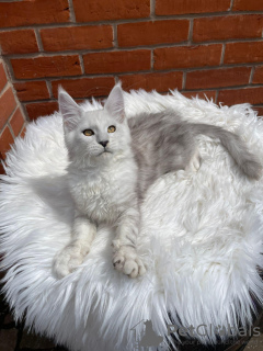 Foto №2 zu Ankündigung № 132683 zu verkaufen maine-coon-katze - einkaufen Schweden quotient 	ankündigung