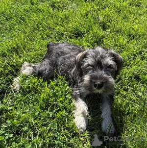 Foto №3. Zwergschnauzer-Welpen schreiben Sie mir per WhatsApp an 44 7453 907158. Deutschland