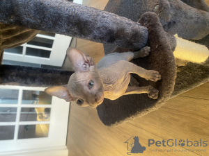 Foto №3. Sphynx-Kätzchen suchen ein neues Zuhause. USA