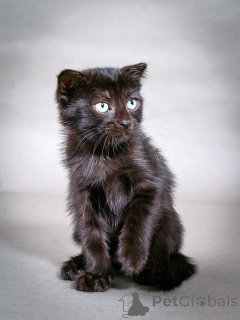 Foto №1.  - zum Verkauf in der Stadt Moskova | Frei | Ankündigung № 155344