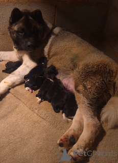 Foto №3. AMERIKANISCHER AKITA-WELPE. Albanien