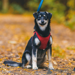 Foto №4. Ich werde verkaufen mischlingshund in der Stadt Москва. quotient 	ankündigung - preis - Frei