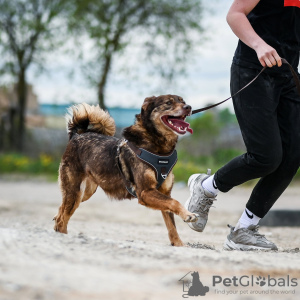 Zusätzliche Fotos: Die kleine, super positive Shanti sucht ein Zuhause!