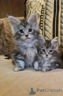 Foto №2 zu Ankündigung № 168353 zu verkaufen maine-coon-katze - einkaufen Polen quotient 	ankündigung