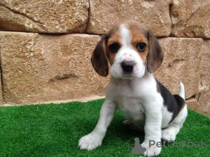 Foto №1. beagle - zum Verkauf in der Stadt Brüht einen Der Mur | 350€ | Ankündigung № 170157