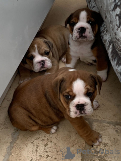 Foto №3. Die geimpfte Englische Bulldogge ist jetzt für Pflegeheime erhältlich. Spanien