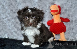 Foto №1. bolonka zwetna - zum Verkauf in der Stadt Düsseldorf | verhandelt | Ankündigung № 161189