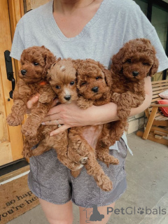 Foto №1. pudel (toy) - zum Verkauf in der Stadt Toronto | verhandelt | Ankündigung № 160553