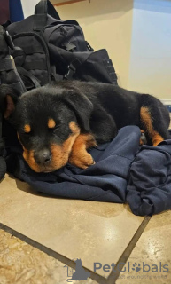 Foto №2 zu Ankündigung № 131363 zu verkaufen rottweiler - einkaufen Schweiz quotient 	ankündigung