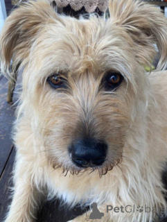 Foto №4. Ich werde verkaufen mischlingshund in der Stadt Chimki. quotient 	ankündigung - preis - Frei