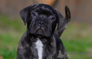 Foto №3. Bullmastiff-Hündin Duchess verfügbar. Niederlande