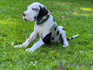 Foto №3. Great Dane puppies for sale. Deutschland