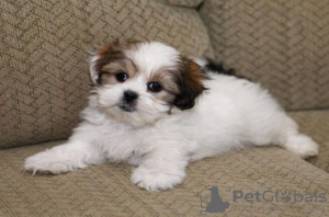 Foto №3. Mooie Shih Tzu-Puppys Klaar Voor Herplaatsing Bij Elke DierenliefHebber. Polen