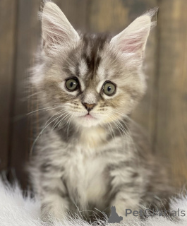 Foto №2 zu Ankündigung № 163462 zu verkaufen maine-coon-katze - einkaufen Deutschland züchter
