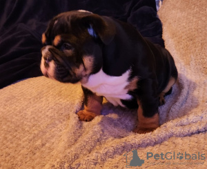 Foto №4. Ich werde verkaufen englische bulldogge in der Stadt Austin. züchter - preis - 1514€