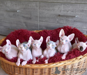 Foto №2 zu Ankündigung № 133358 zu verkaufen elf - einkaufen Spanien quotient 	ankündigung, züchter