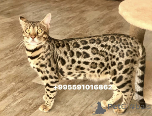 Foto №4. Ich werde verkaufen  in der Stadt Батуми. vom kindergarten, züchter - preis - 1594€